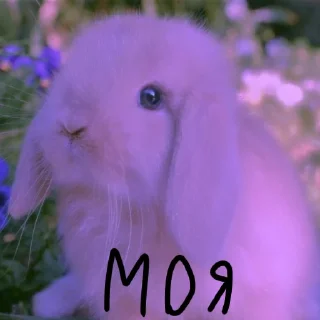 🐰