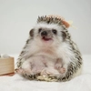Jane's Hedgehogs