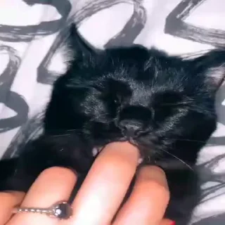 🐈