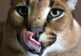😋