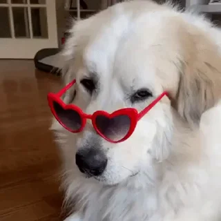 👓