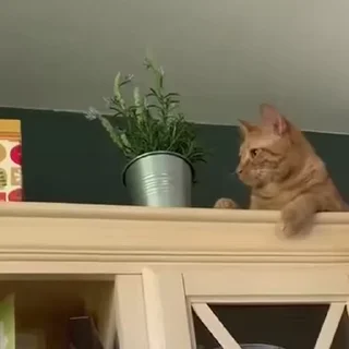 😡