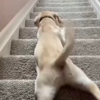 🐩