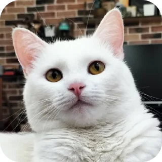 🐱