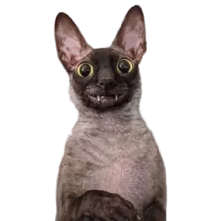❓