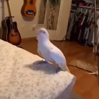 🦜
