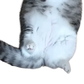 😺