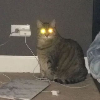 🐈