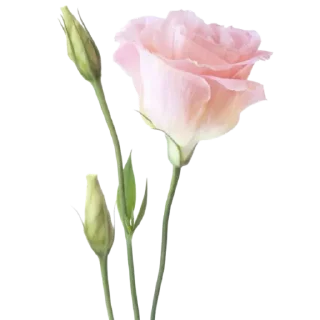 🌹