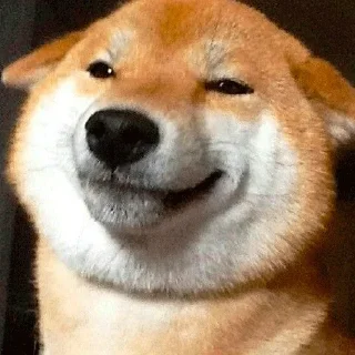 🐶