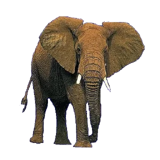 @STIKERFORALL ANIMALS EMOJI