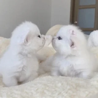 🐈
