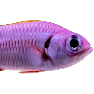 🐟