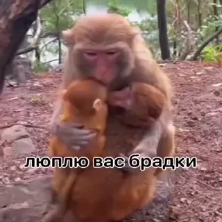 🐵