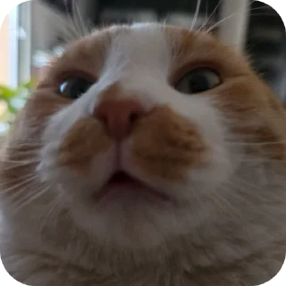 🐱