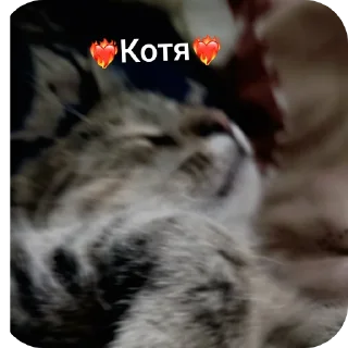 🐱