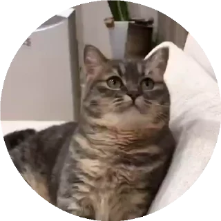 😺