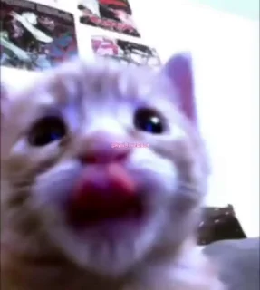 😼