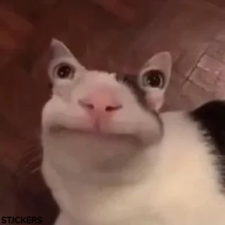 🥸