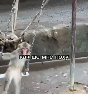 🐒