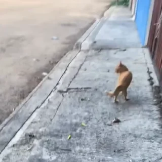 🤩