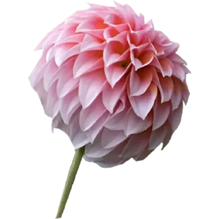 🌸