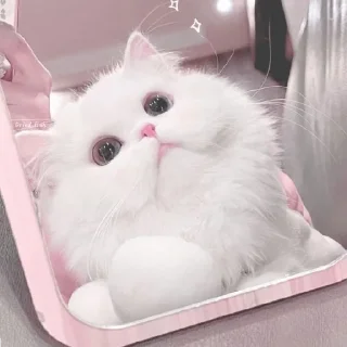 🐈