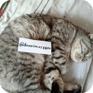 🐱