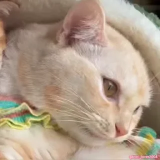 😼