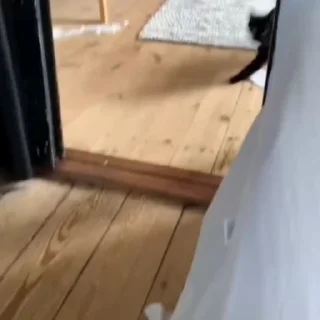 🐈