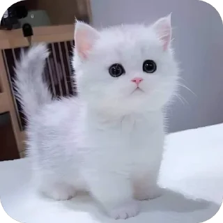 🐱