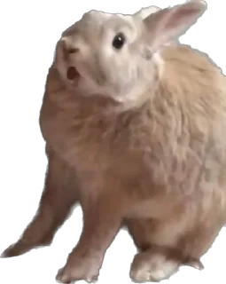 🐰
