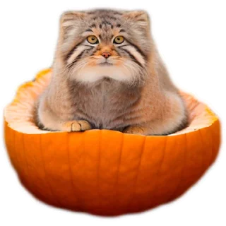 🎃