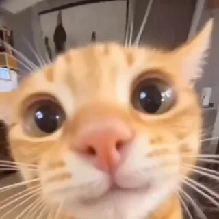 🐈‍⬛️