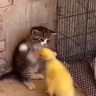 🐈