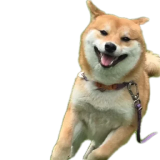 🐶