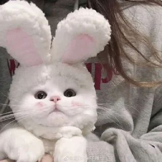 🐰