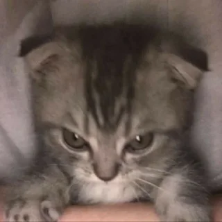 😠