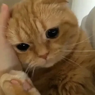 🥺