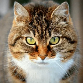 🐈