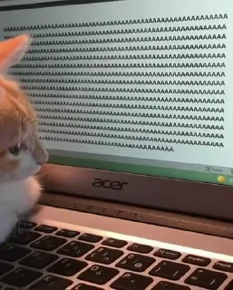 😼