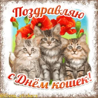 😽