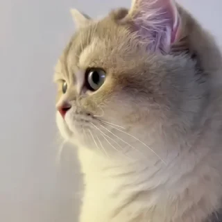 🐈‍⬛️