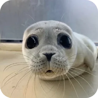 ~seals~