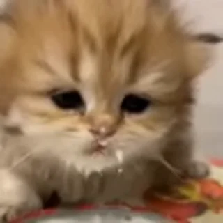 🐈‍⬛
