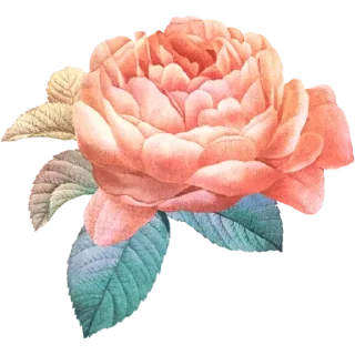 🌹