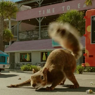 🐿