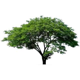 🌳