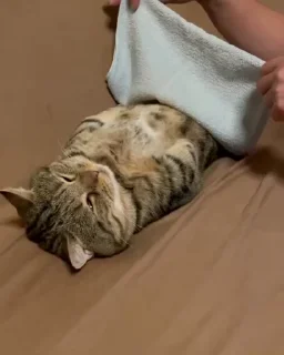 💤