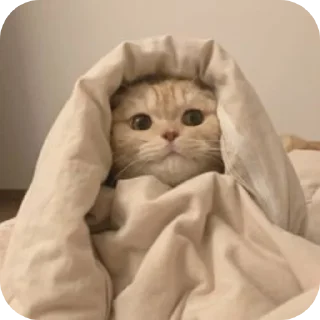 🐱
